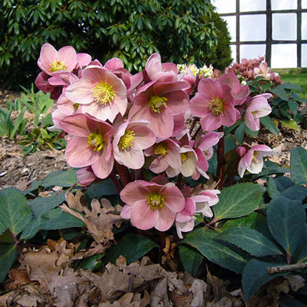 Gold Collection Pink Frost Hellebore