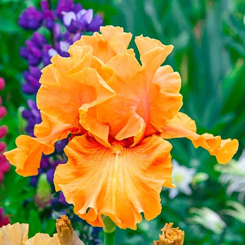 golden-panther-bearded-iris Golden Panther Bearded Iris