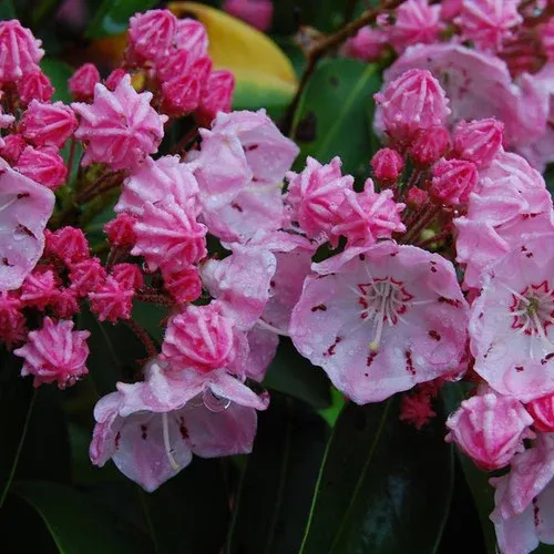 good-show-mountain-laurel Good Show Mountain Laurel