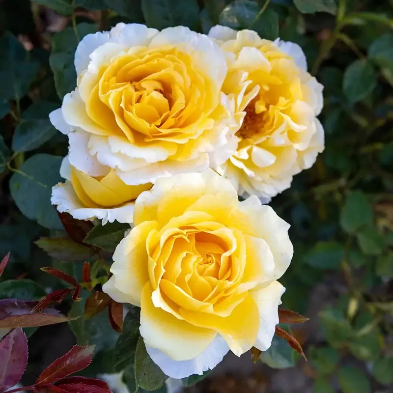 grandiflora-rose-quest-zest Grandiflora Rose Quest for Zest