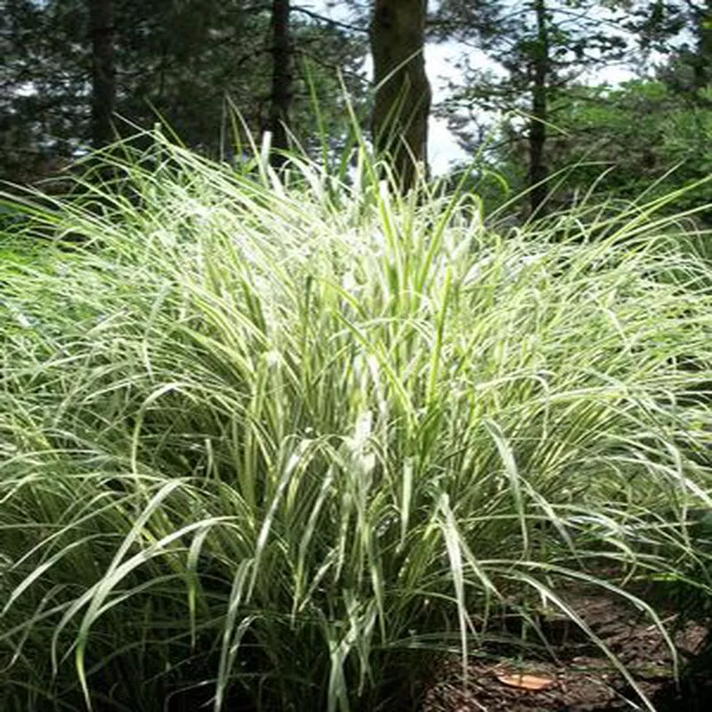 Grass – m.s. ‘Variegatus’