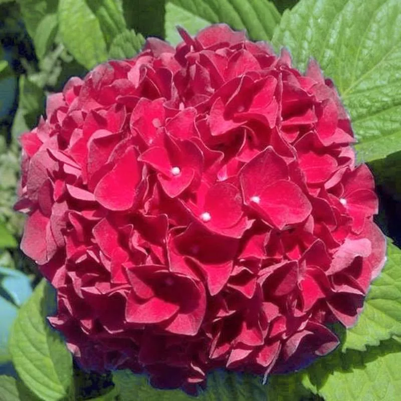 grateful-red-hydrangea Grateful Red Hydrangea