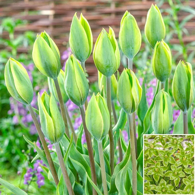 green-king-tulip Green King Tulip