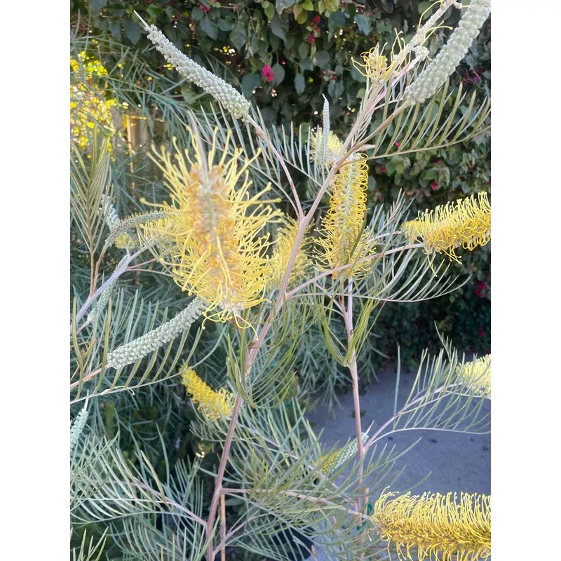 grevillea-sandra-gordon Grevillea Sandra Gordon