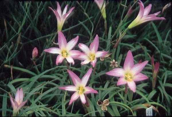 habranthus-robustus Habranthus robustus