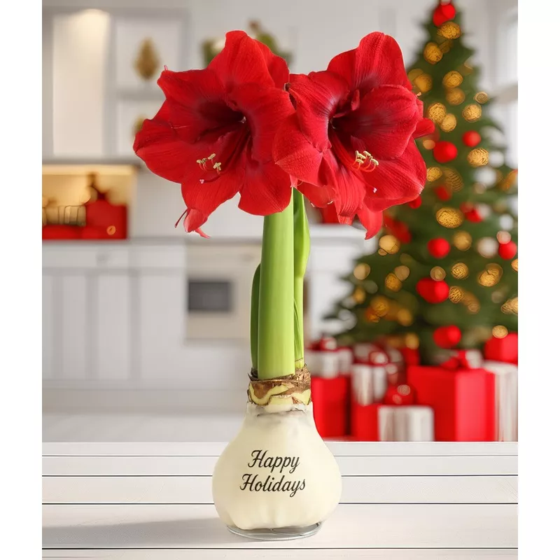 happy-holidays-white-waxed-amaryllis-with-red-flower “Happy Holidays” White Waxed Amaryllis with Red Flower