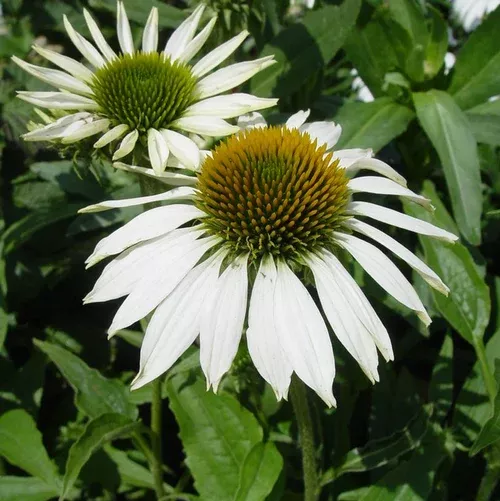 Happy Star Coneflower