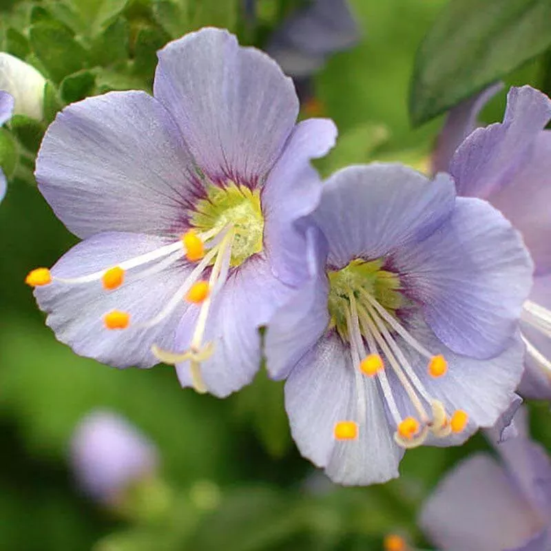 ‘Heavenly Habit’ Jacob’s Ladder (Polemonium)