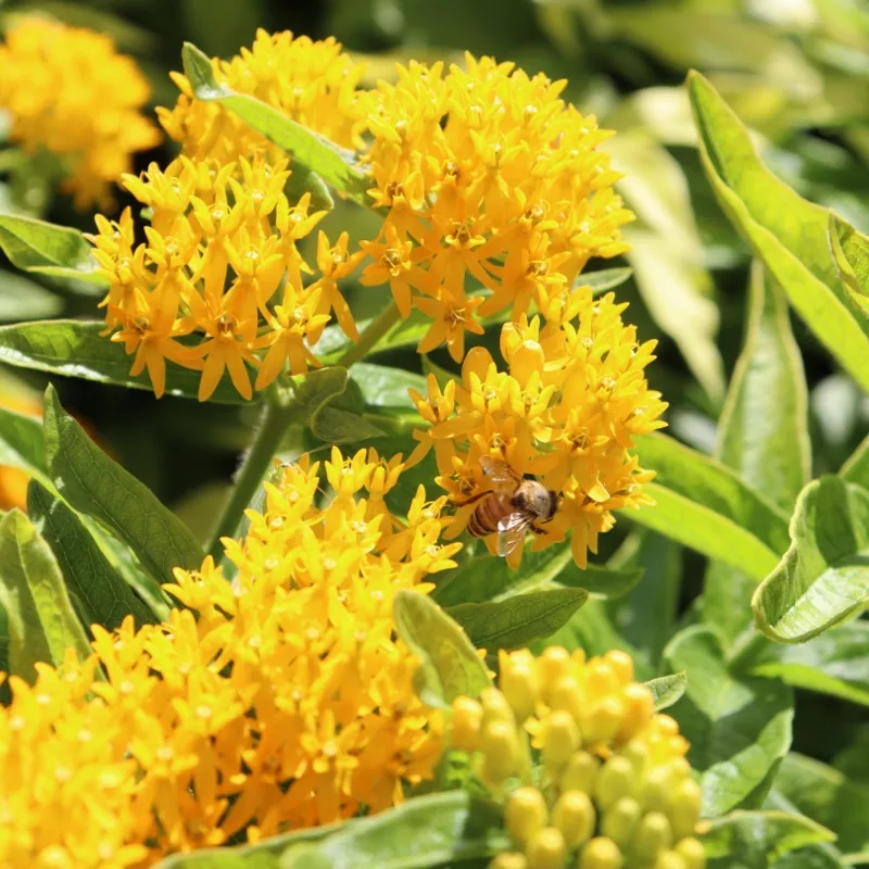‘Hello Yellow’ Milkweed (Asclepias)