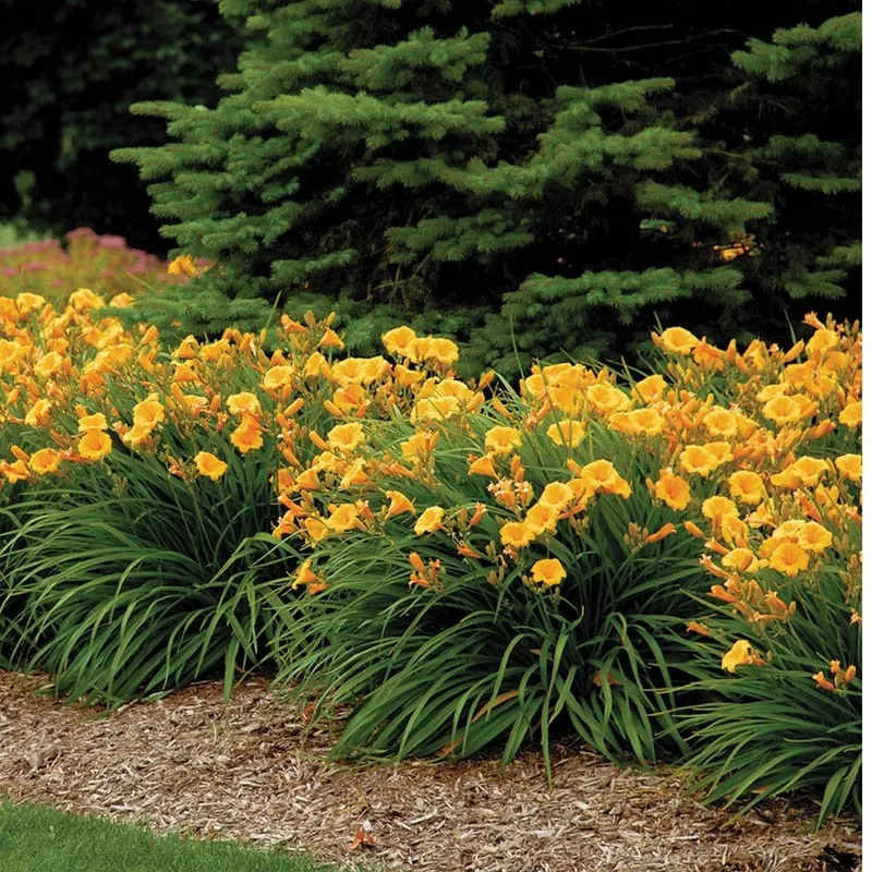 Hemerocallis Stella de Oro