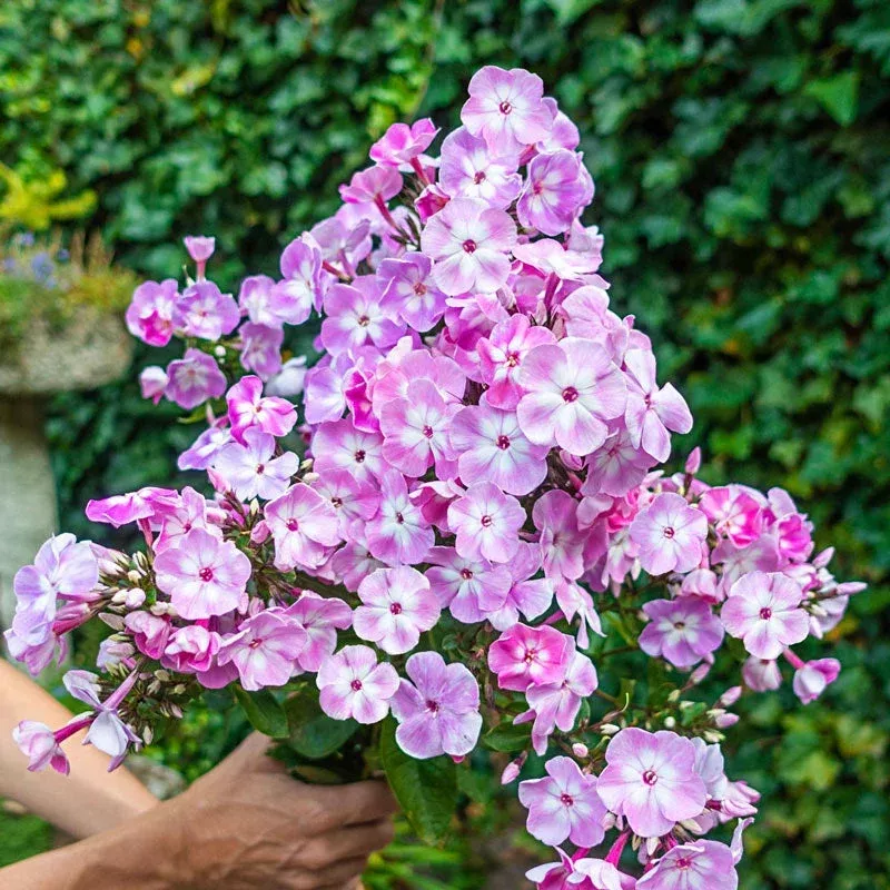 hercules-phlox-tree Hercules Phlox Tree