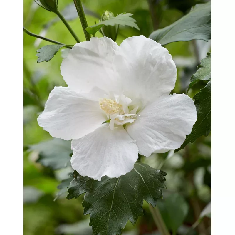 Hibiscus ‘Flower Tower White’