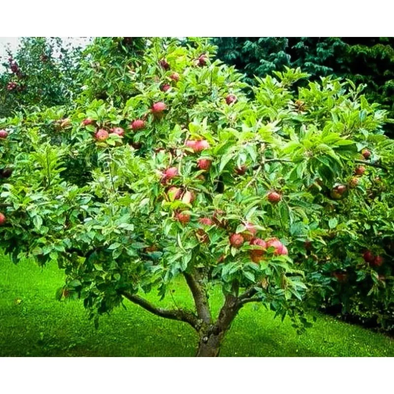 ‘Honeycrisp’ Apple Tree – 5 Gallon Potted Fruit Tree