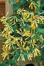 Honeysuckle - John Clayton