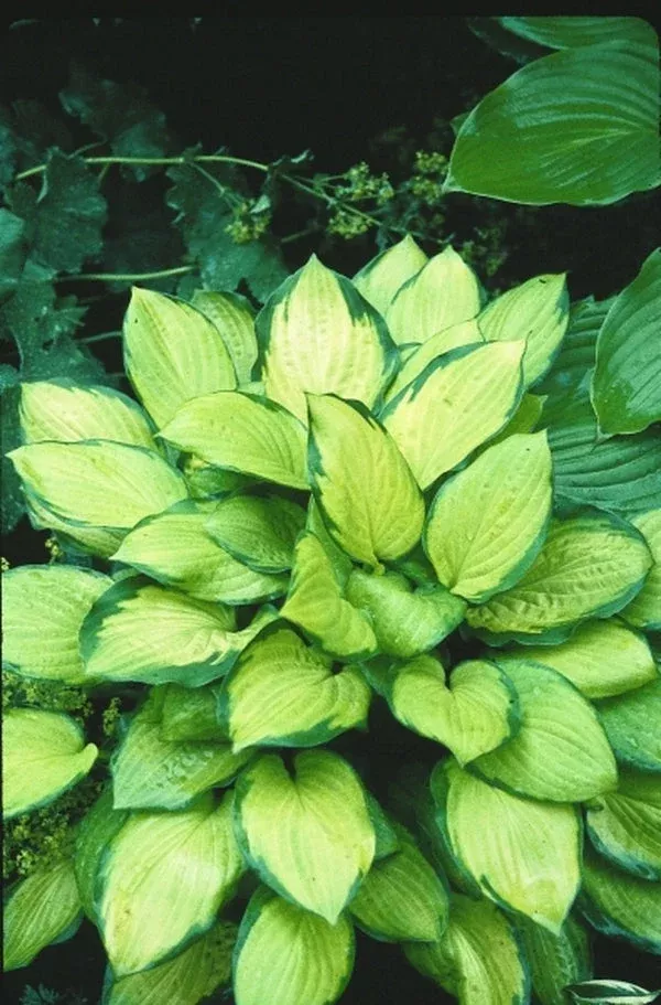 hosta-fan-dance Hosta ‘Fan Dance’