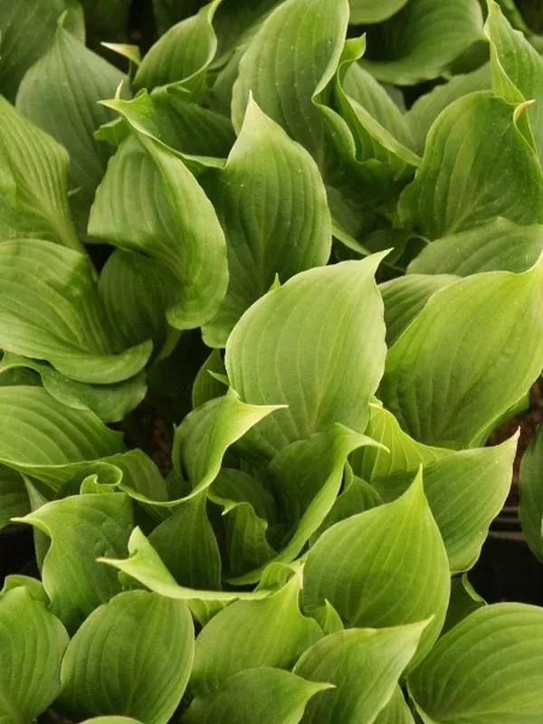 hosta-holly-s-dazzler Hosta ‘Holly’s Dazzler’