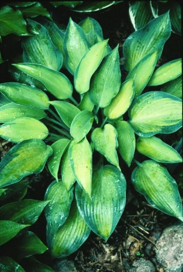 hosta-katherine-lewis Hosta ‘Katherine Lewis’