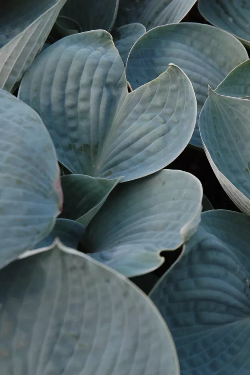 Hosta 'Love Pat'