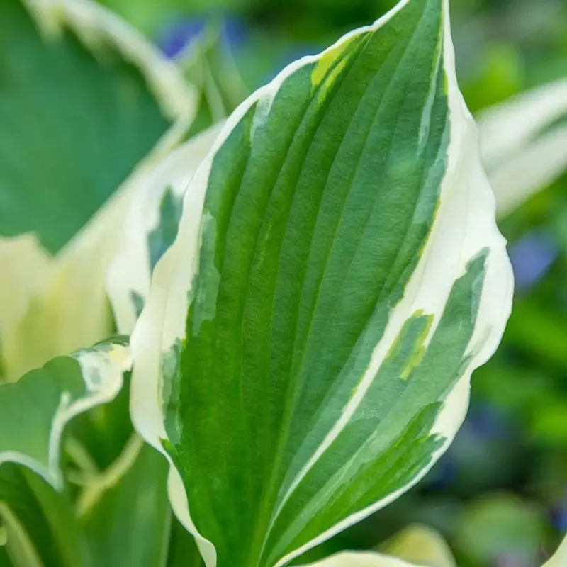 Hosta ‘Minuteman’