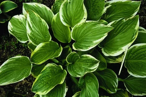 hosta-mistress-mabel Hosta ‘Mistress Mabel’