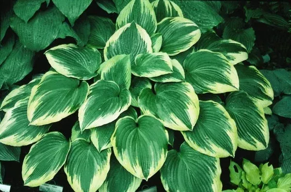 hosta-robert-frost Hosta Robert Frost
