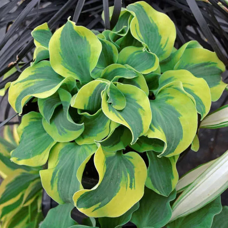 hosta-school-mouse Hosta 'School Mouse'
