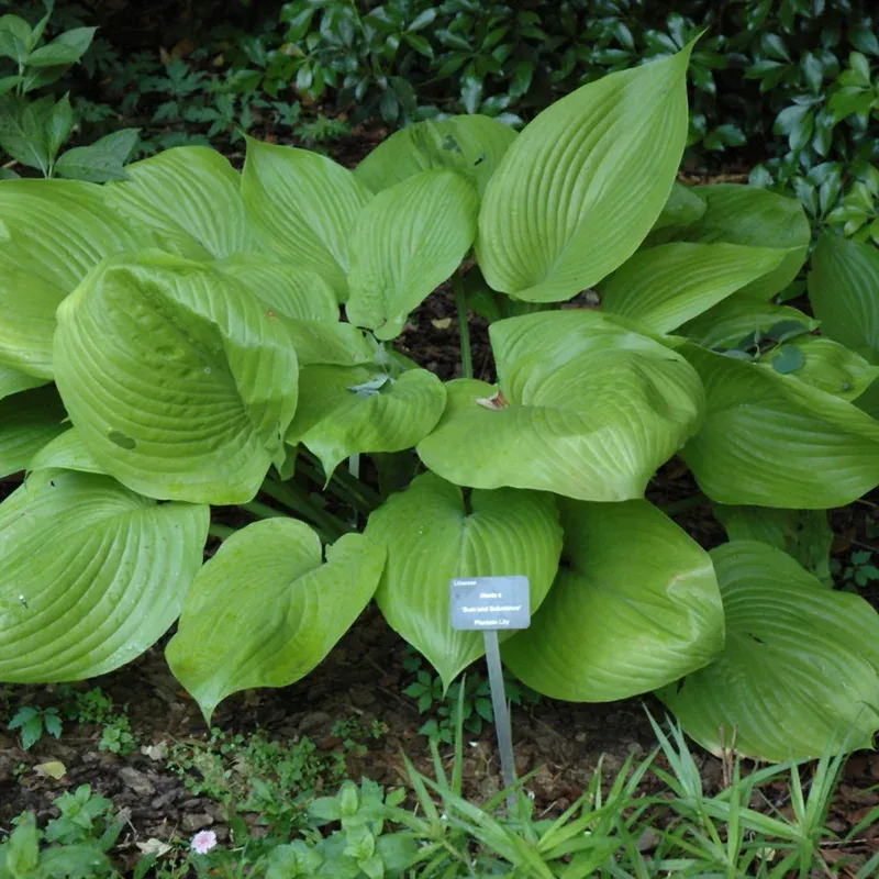 hosta-sum-substance Hosta ‘Sum and Substance’
