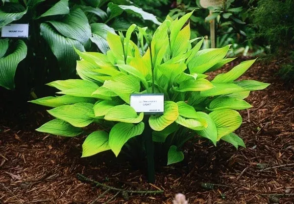 hosta-ultraviolet-light Hosta ‘Ultraviolet Light’