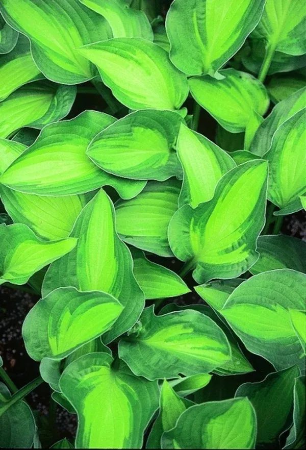 hosta-whirligig Hosta ‘Whirligig’