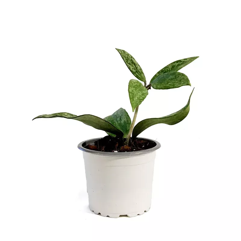 Hoya 3.5in Rangsan