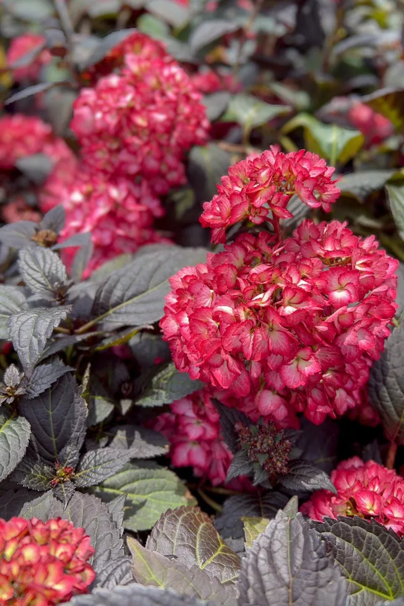 hydrangea-eclipse HYDRANGEA ECLIPSE
