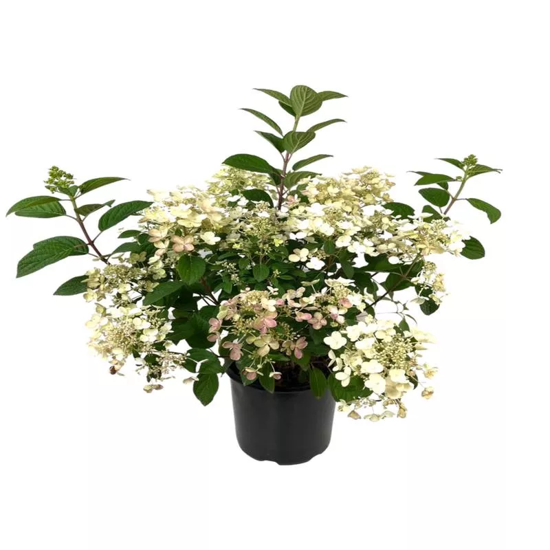hydrangea-paniculata-quick-fire Hydrangea paniculata ‘Quick Fire’
