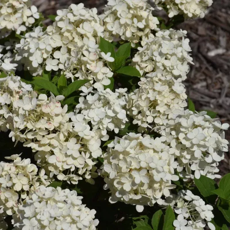 hydrangea-tiny-quick-fire Hydrangea - Tiny Quick Fire