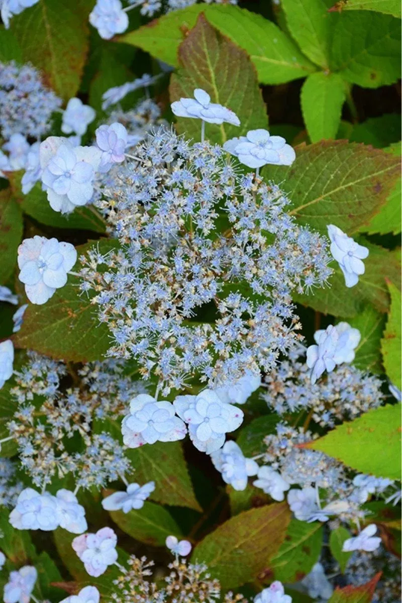 hydrangea-tiny-tuff-stuff Hydrangea - Tiny Tuff Stuff