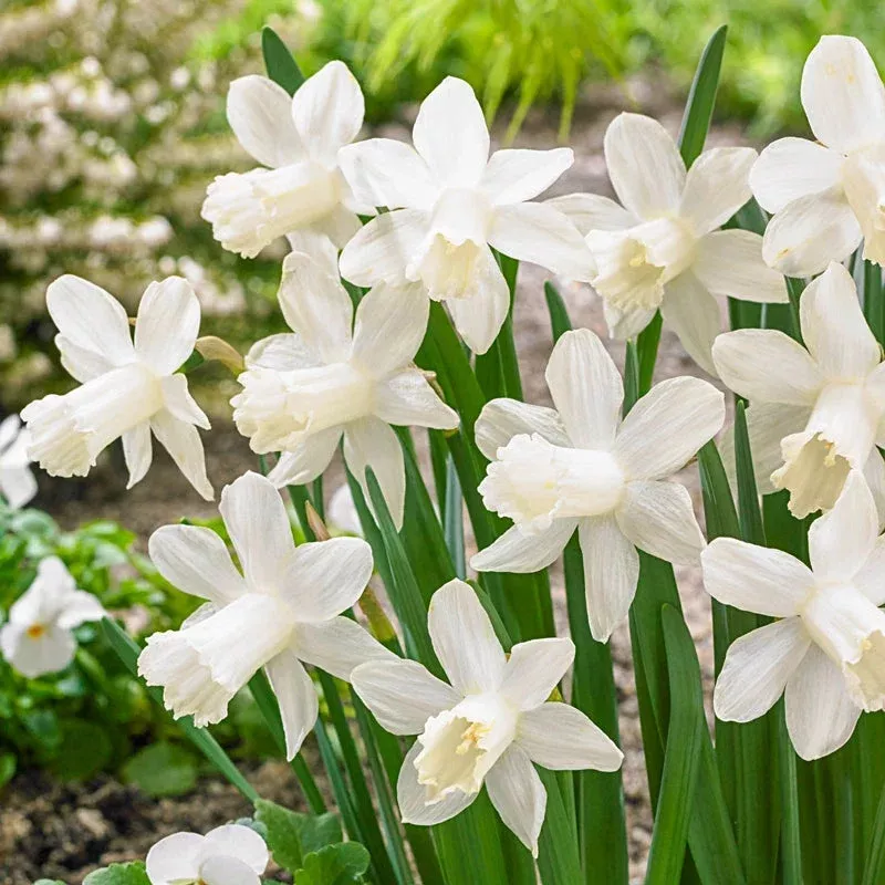 ice-baby-daffodil Ice Baby Daffodil