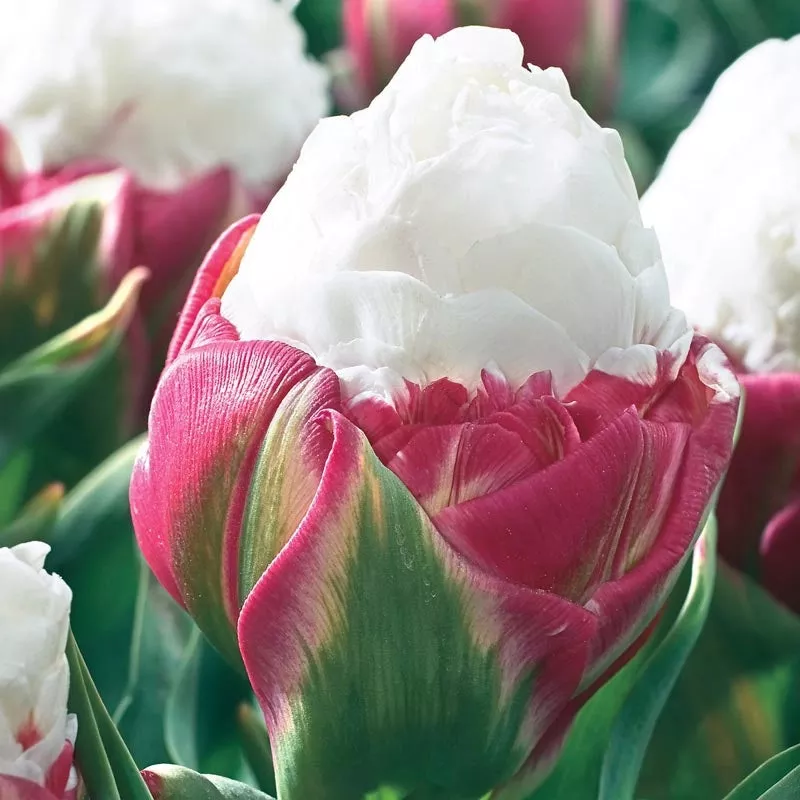 ice-cream-tulip Ice Cream Tulip