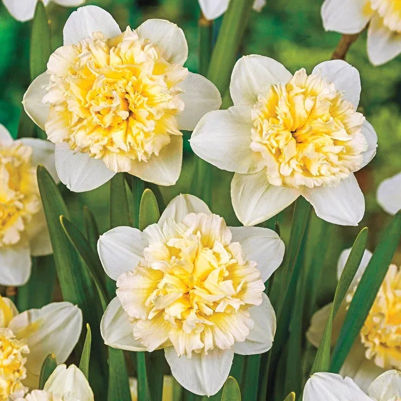 ice-king-daffodil Ice King Daffodil