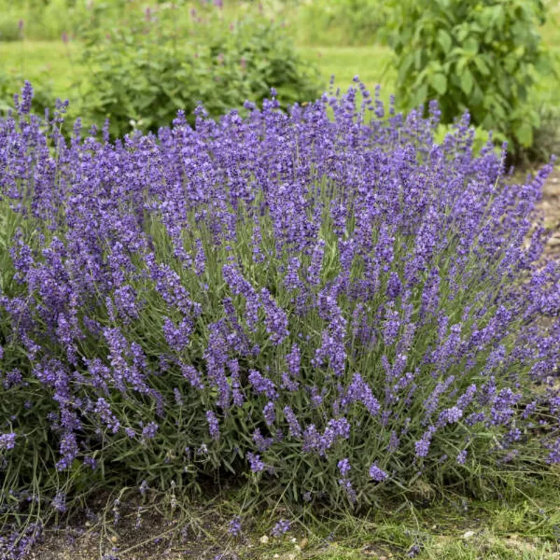 ‘Imperial Gem’ Lavender (Lavandula)