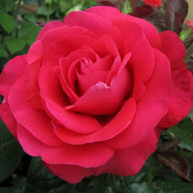 in-love-again-hybrid-tea-rose In Love Again Hybrid Tea Rose