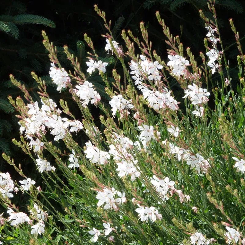 intermountain-beauty-gaura Intermountain Beauty Gaura