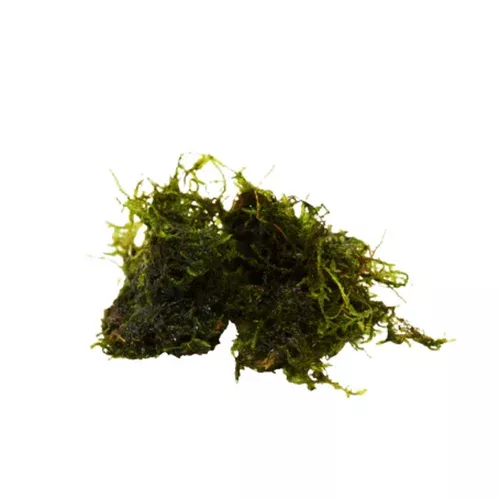 java-moss Java Moss