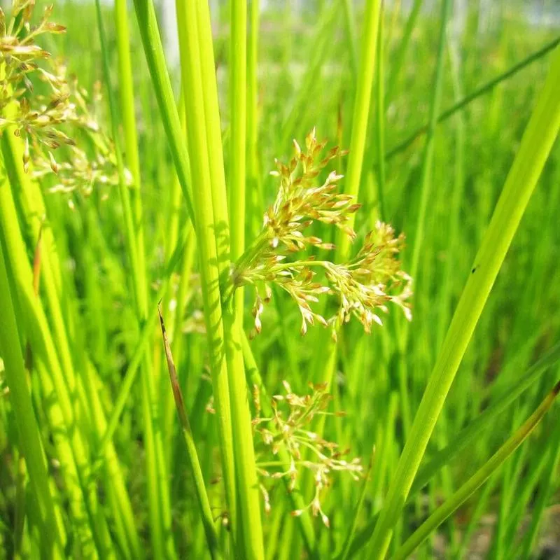 juncus-effusus-aquatic-pond-plant-soft-rush Juncus Effusus Aquatic Pond Plant - Soft Rush