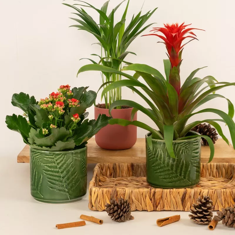 jungle-joy-plant-bundle Jungle Joy | Plant Bundle
