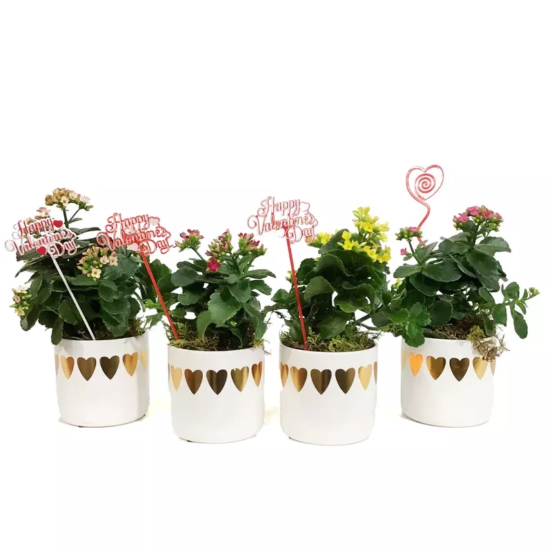 Kalanchoe Valentine’s Planter 4in Large Hearts