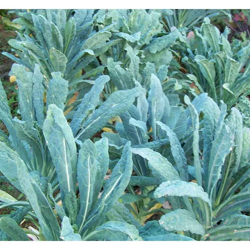 kale-black-tuscan Kale Black Tuscan