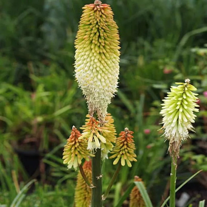 kniphofia-hen-chickens KNIPHOFIA ‘HEN AND CHICKENS’
