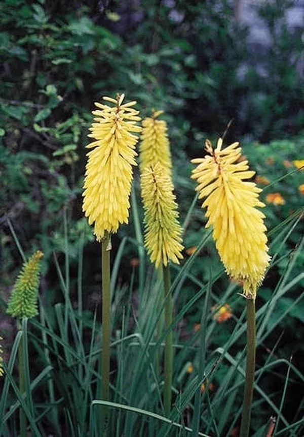 kniphofia-shining-sceptre Kniphofia ‘Shining Sceptre’