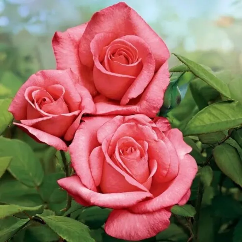 ‘Lady Aberdeen’ Rose – 2 Gallon Potted Shrub