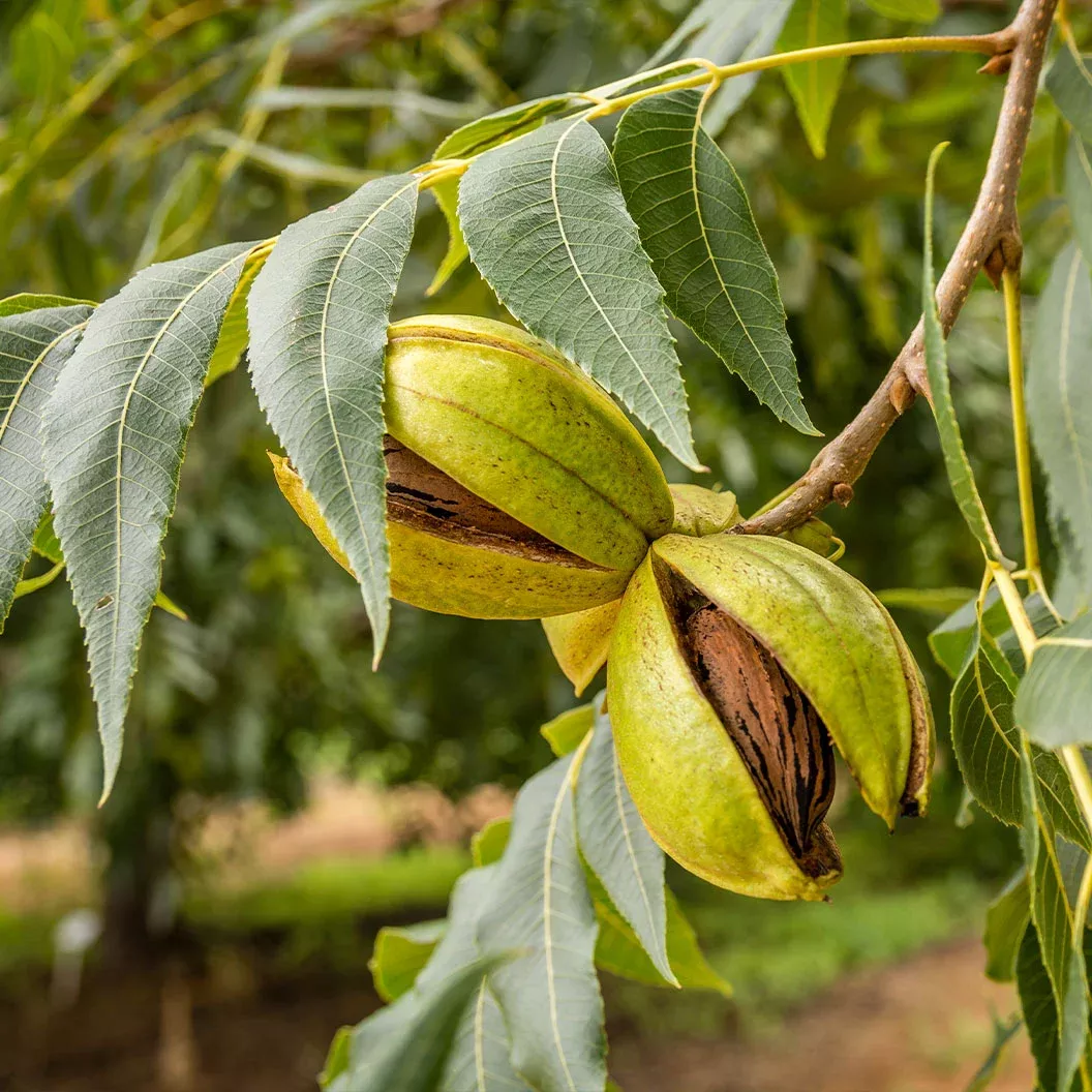 lakota-pecan-tree Lakota Pecan Tree