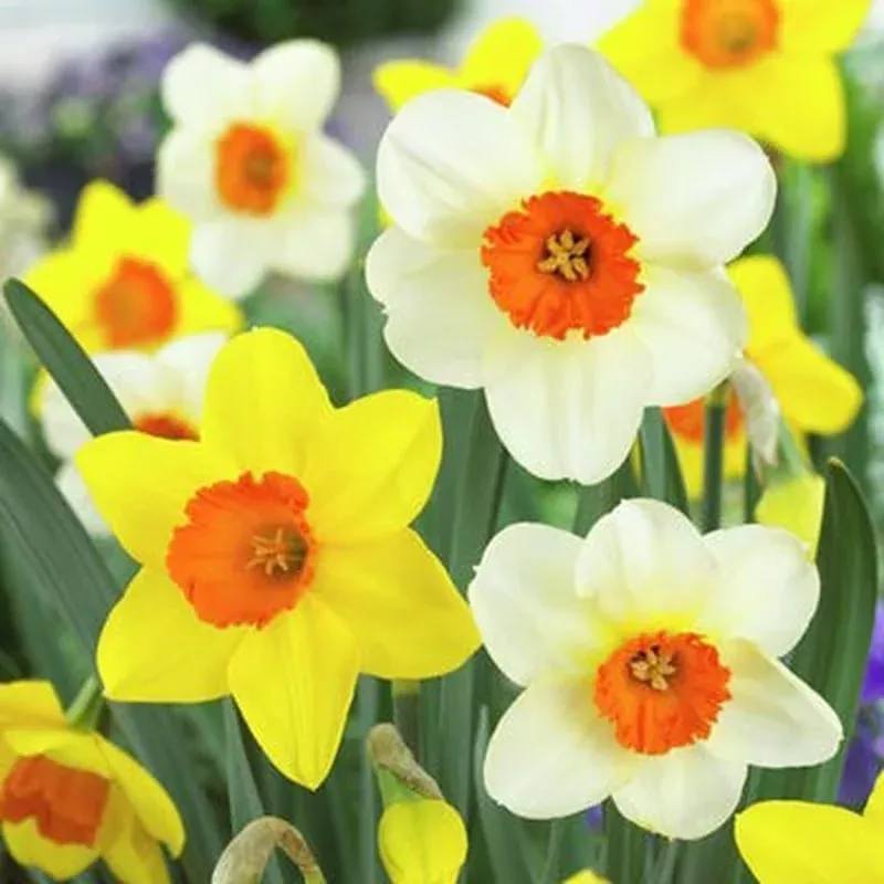 large-cupped-daffodil-mix Large Cupped Daffodil Mix